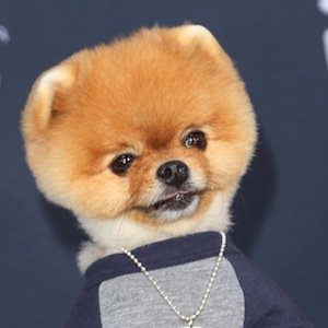 How Well do you know Jiffpom?