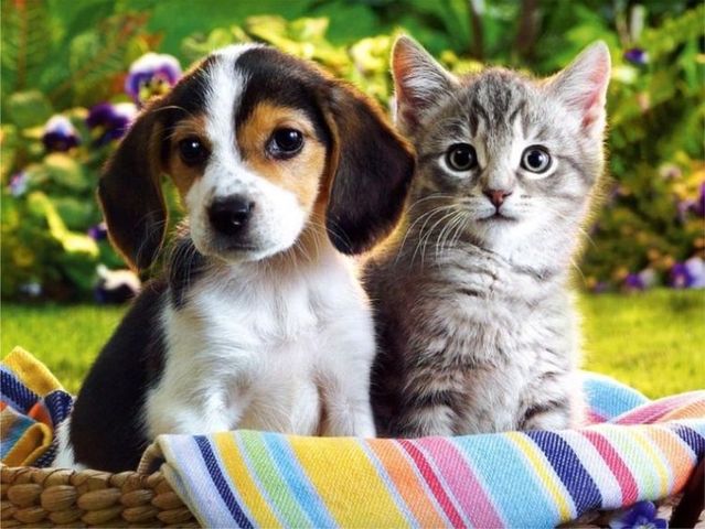 Are you a Cat or Dog?