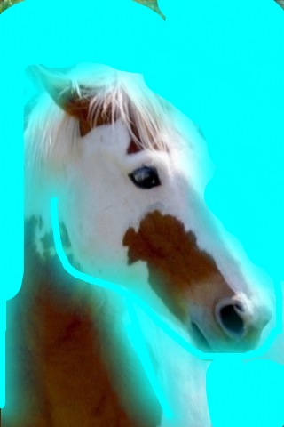 Are you a Horse?
