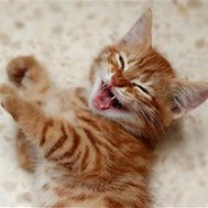 Ifz yoz wer kitten:character's story