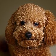 What cute animal are you