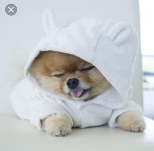 How well do you now Jiff Pom 🐶