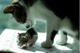 Ifz yoz wer kitten:DADDY