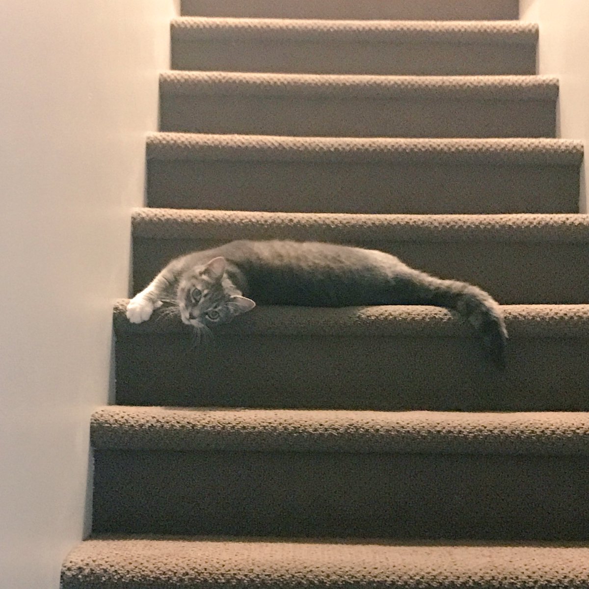 Do YOU do the flop?