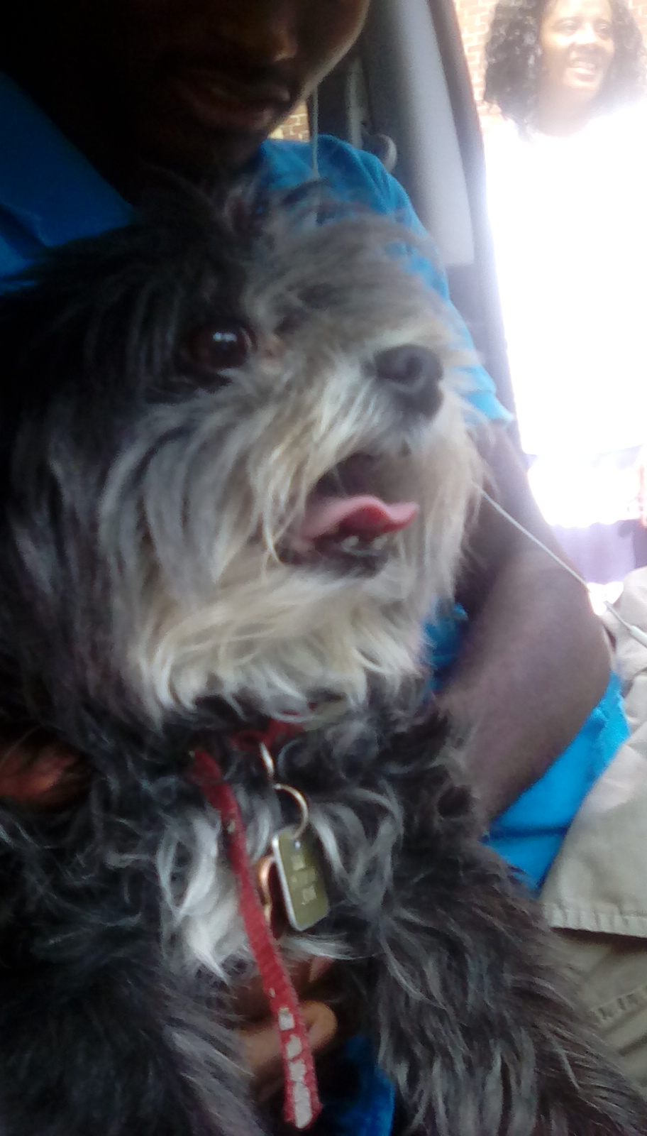 Guess the dog