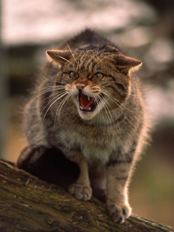 What do you know about Warriorcats?