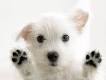 what dog breed are u?