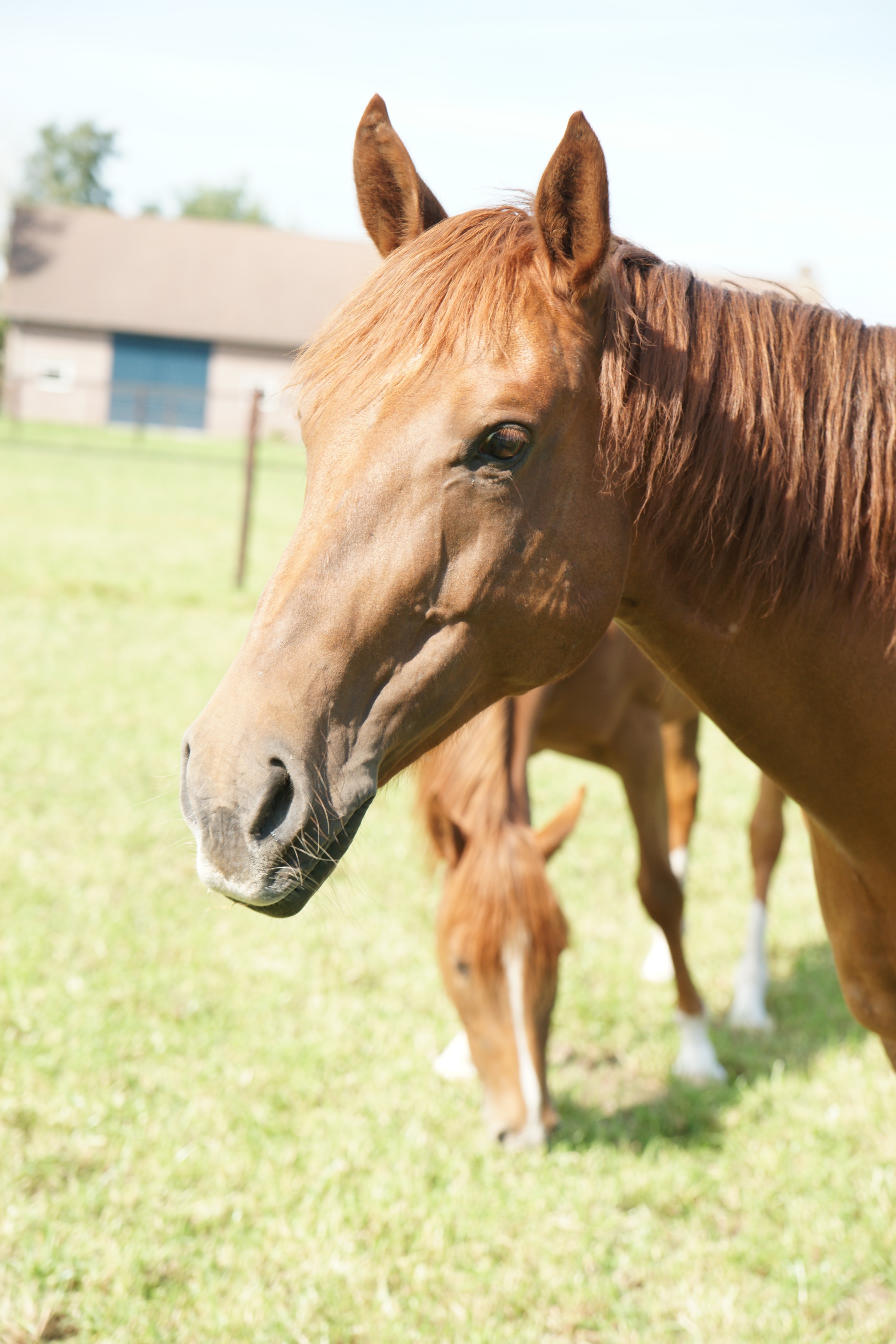 Hoe goed ken jij onze paarden?