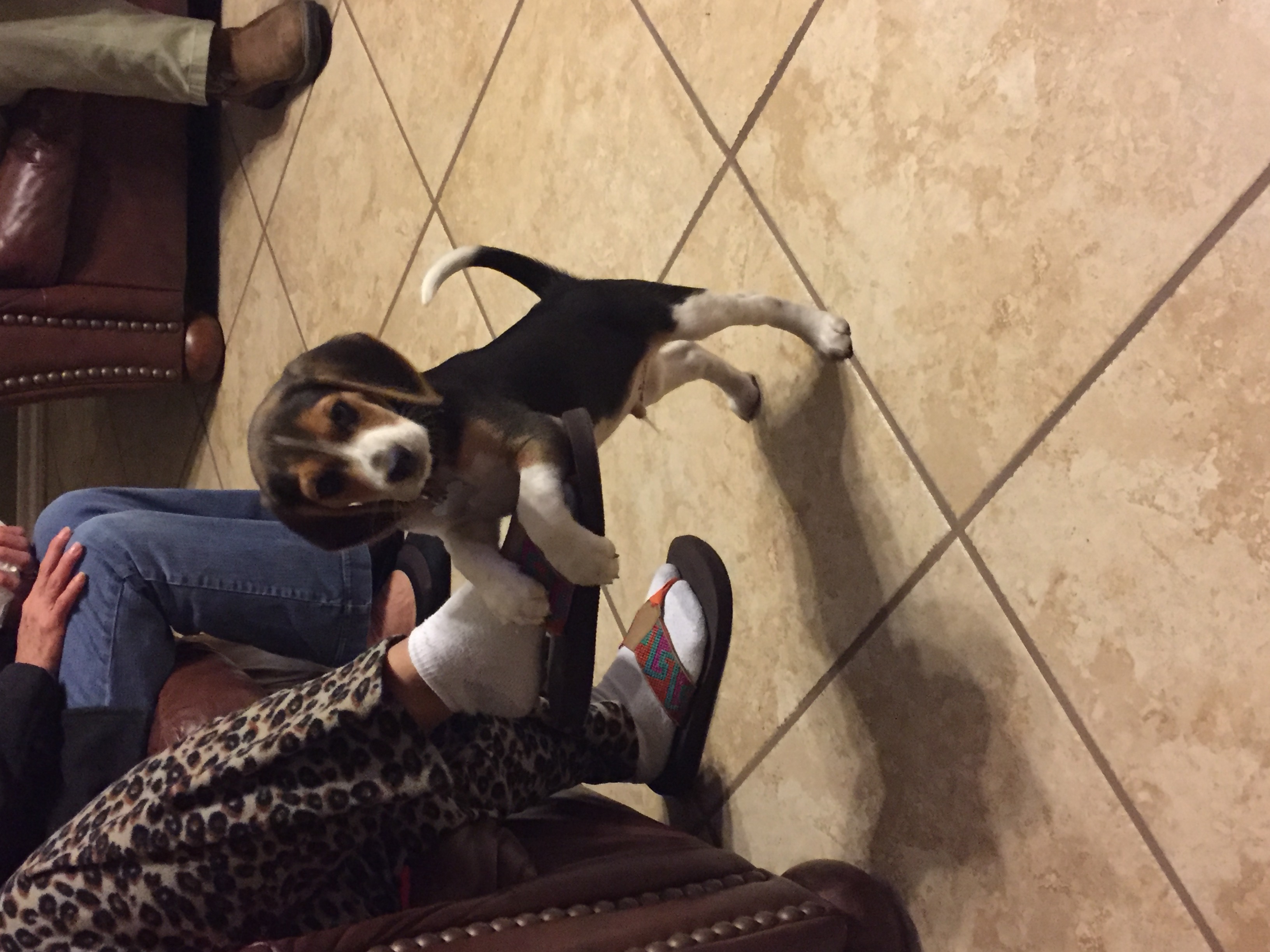 What type of dog are you