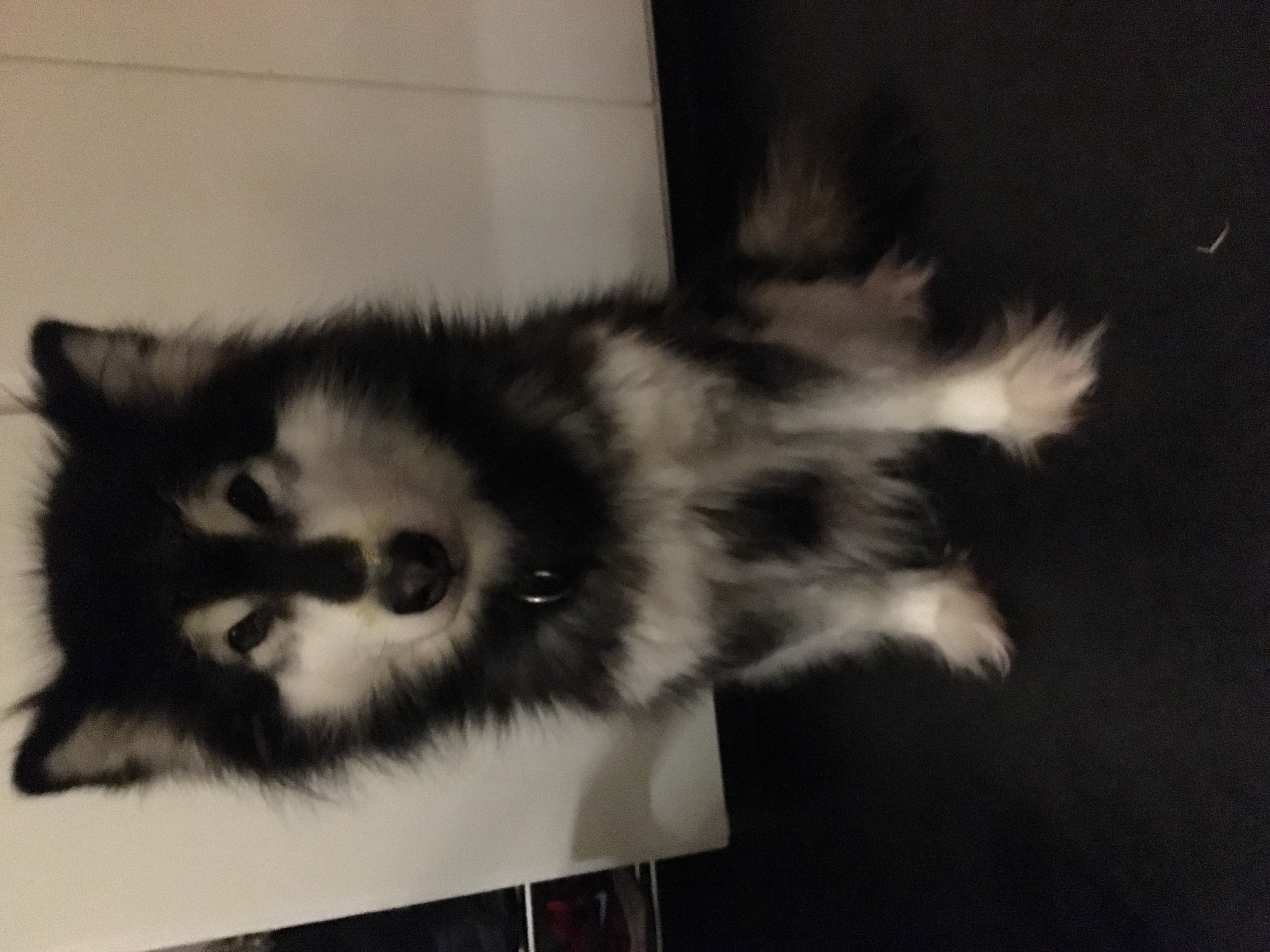 Hund
