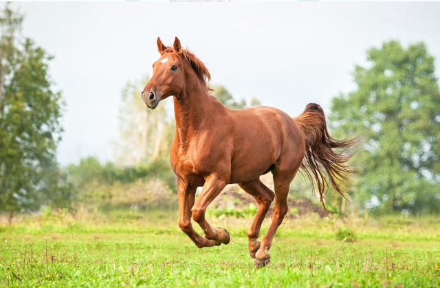 Hoe goed ken jij paarden?