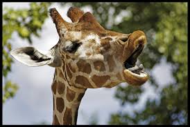 Är du en giraff???