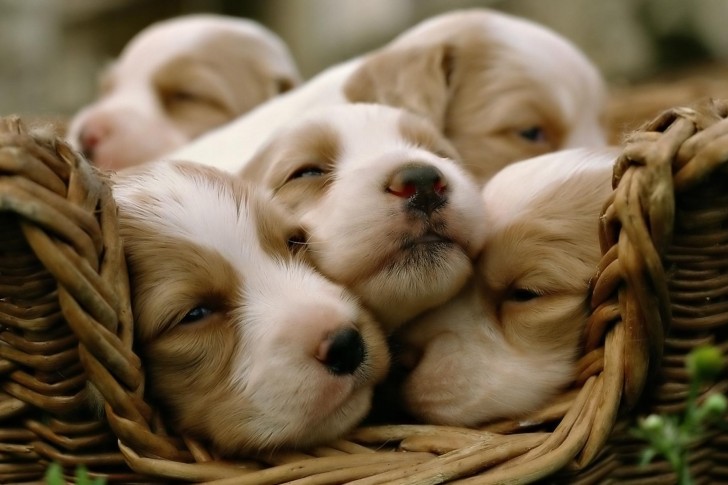 Is this a good breeder?