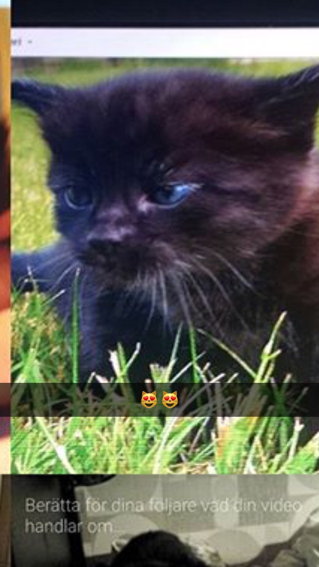 Katter