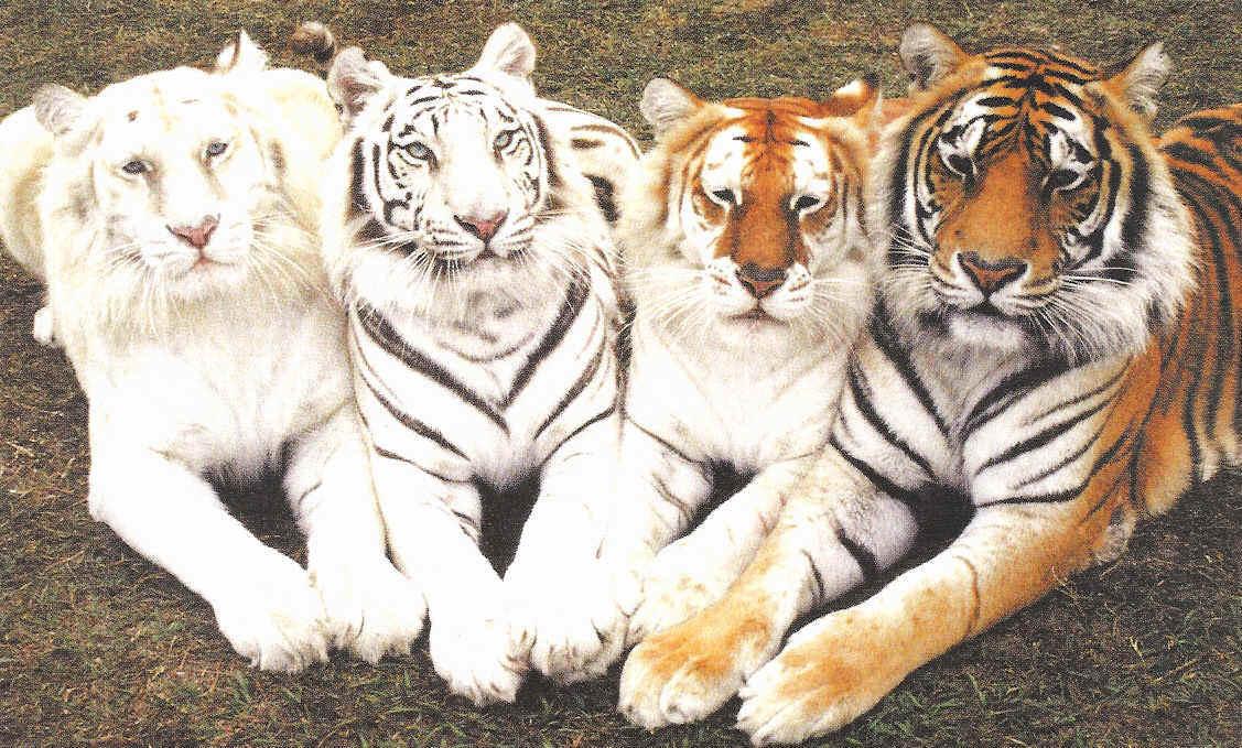 animal quiz