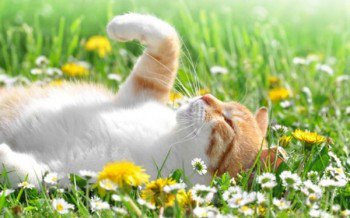 Do you love cats?
