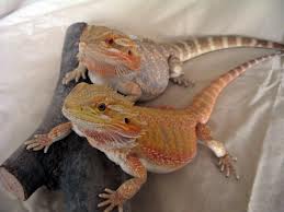 The Bearded Dragon quiz
