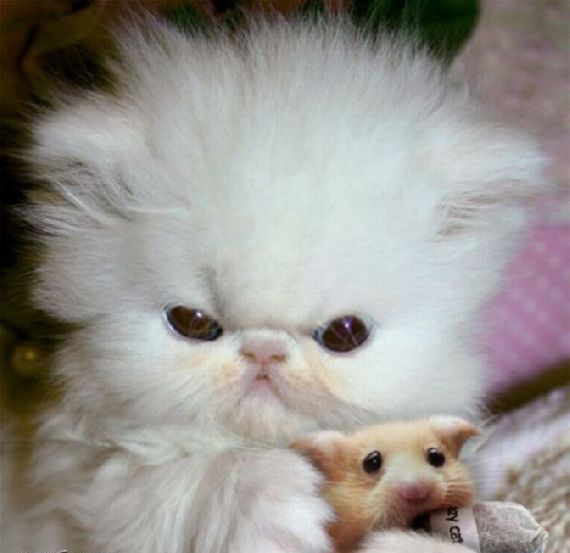 What kind of cat are you?