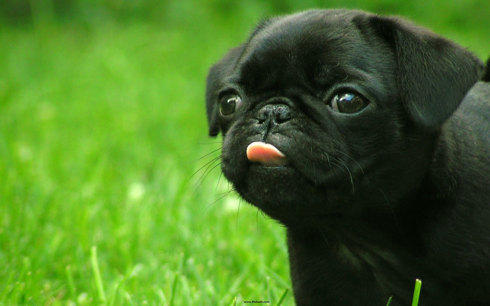How Well Do You Know About Dogs?
