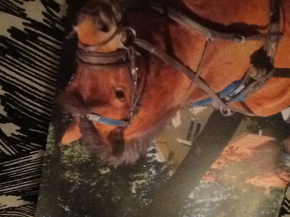 Hur mycket kan du om hästar?🐴