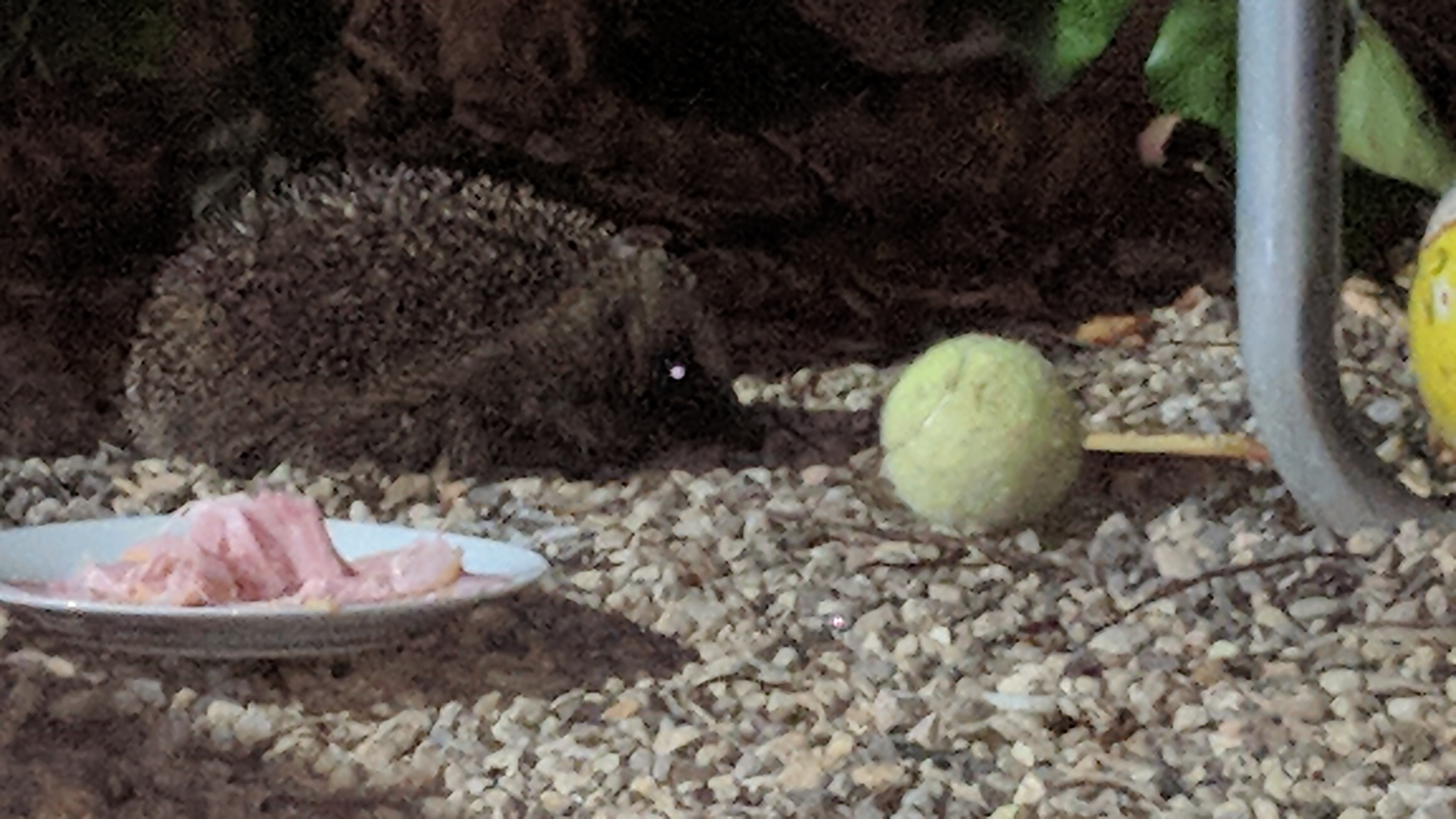 Wildlife Quiz