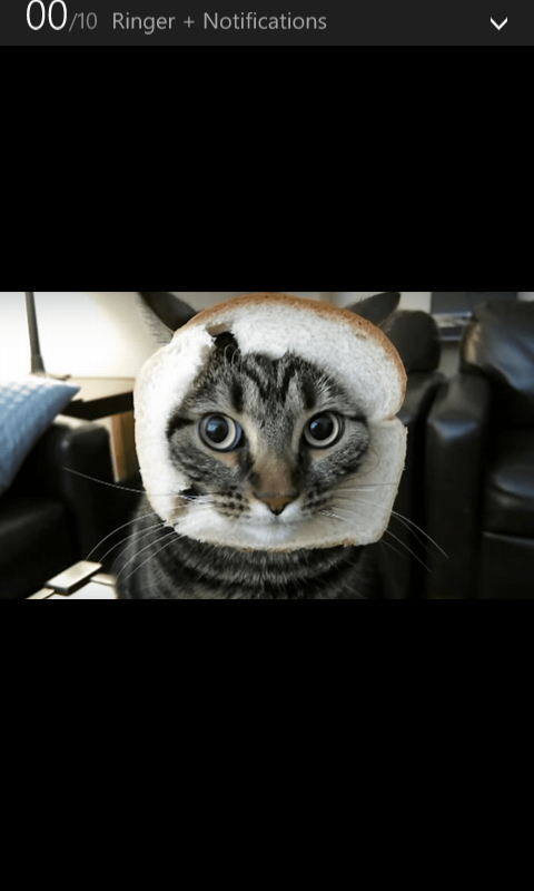 how much do o you know about cats?