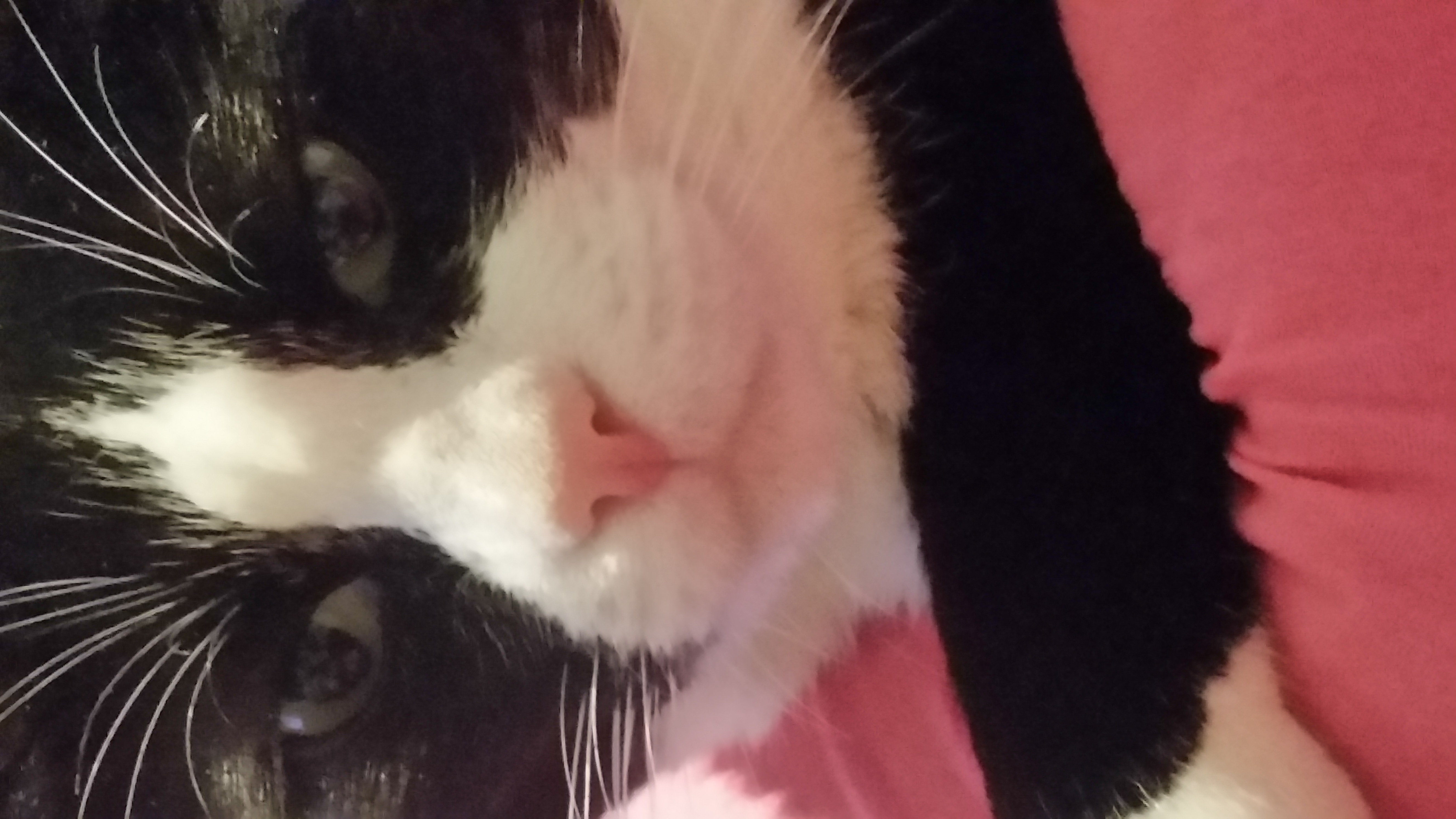 Elvis