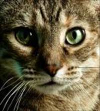 Hur mycket KATT är du?