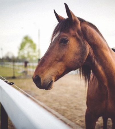 Which horse breed are you?