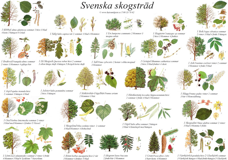 Svenska träd