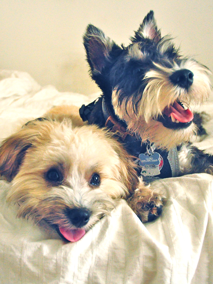 how much do you like puppies