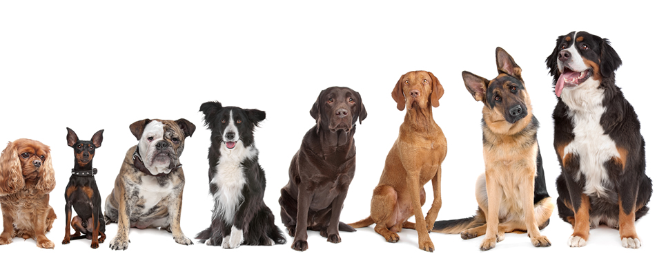 What will your dog look like?