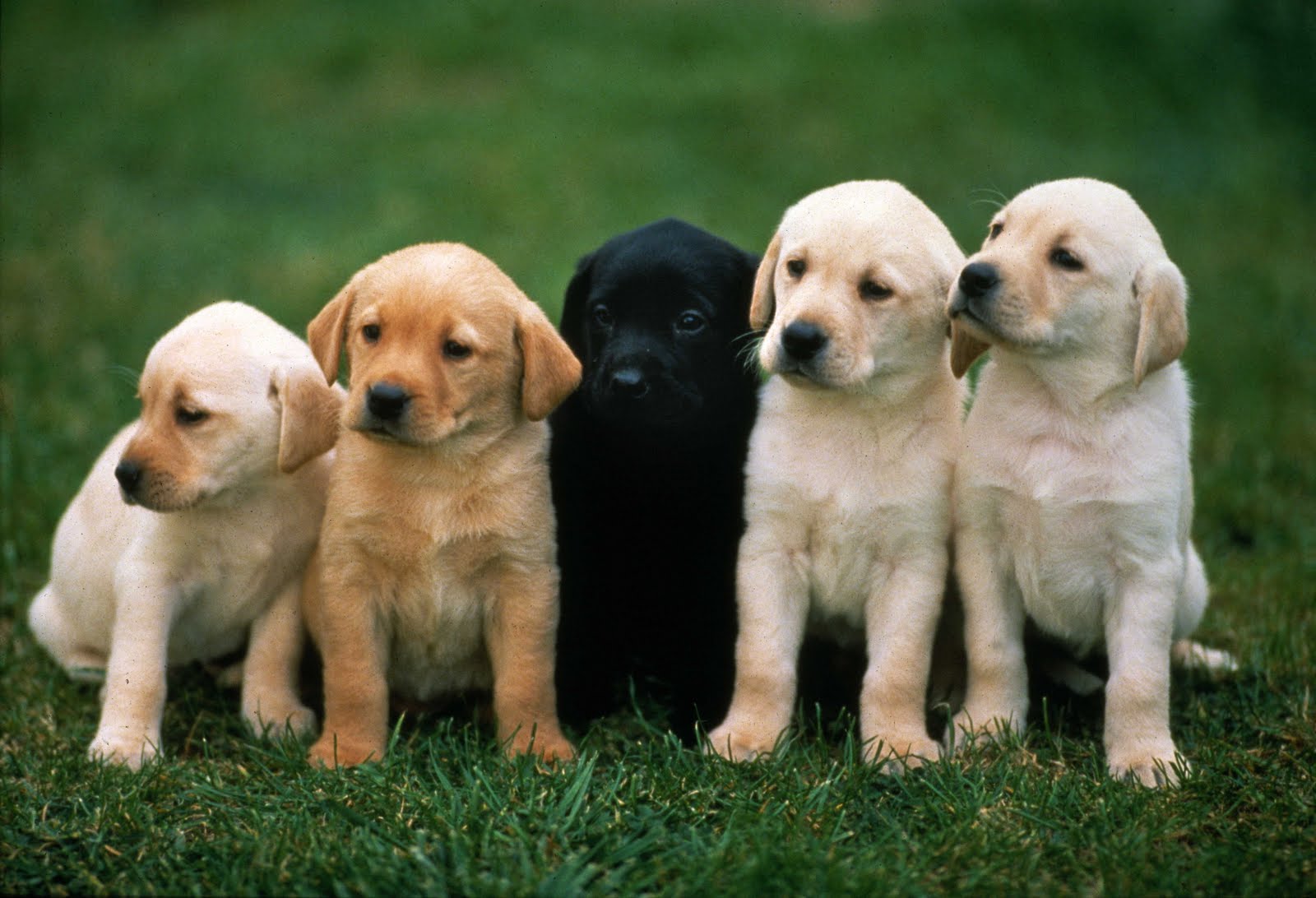 What species of dog are you?