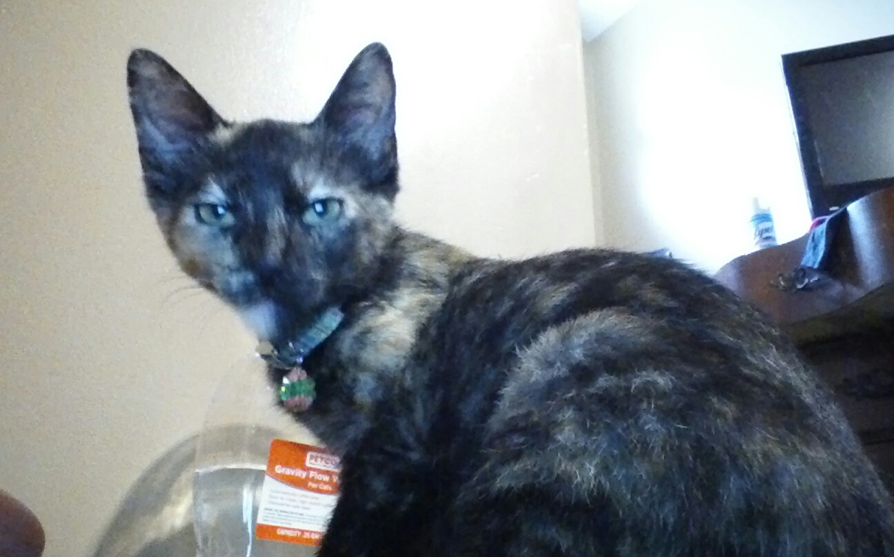 how well do you know your pet?