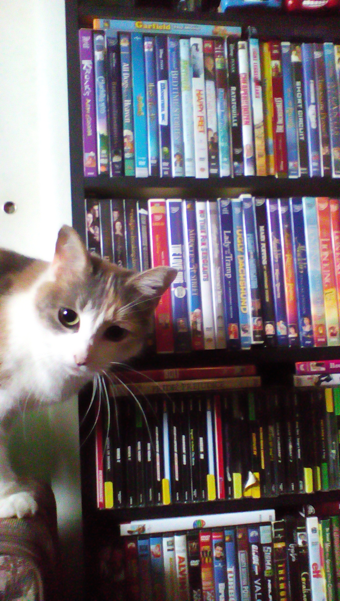 What cat are you 