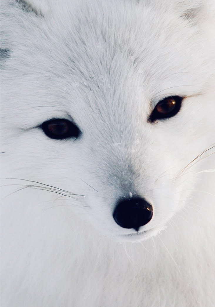 The Artic Fox Quiz
