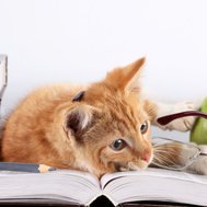 Vem är du i klassen?