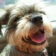Test your dog training knowledge