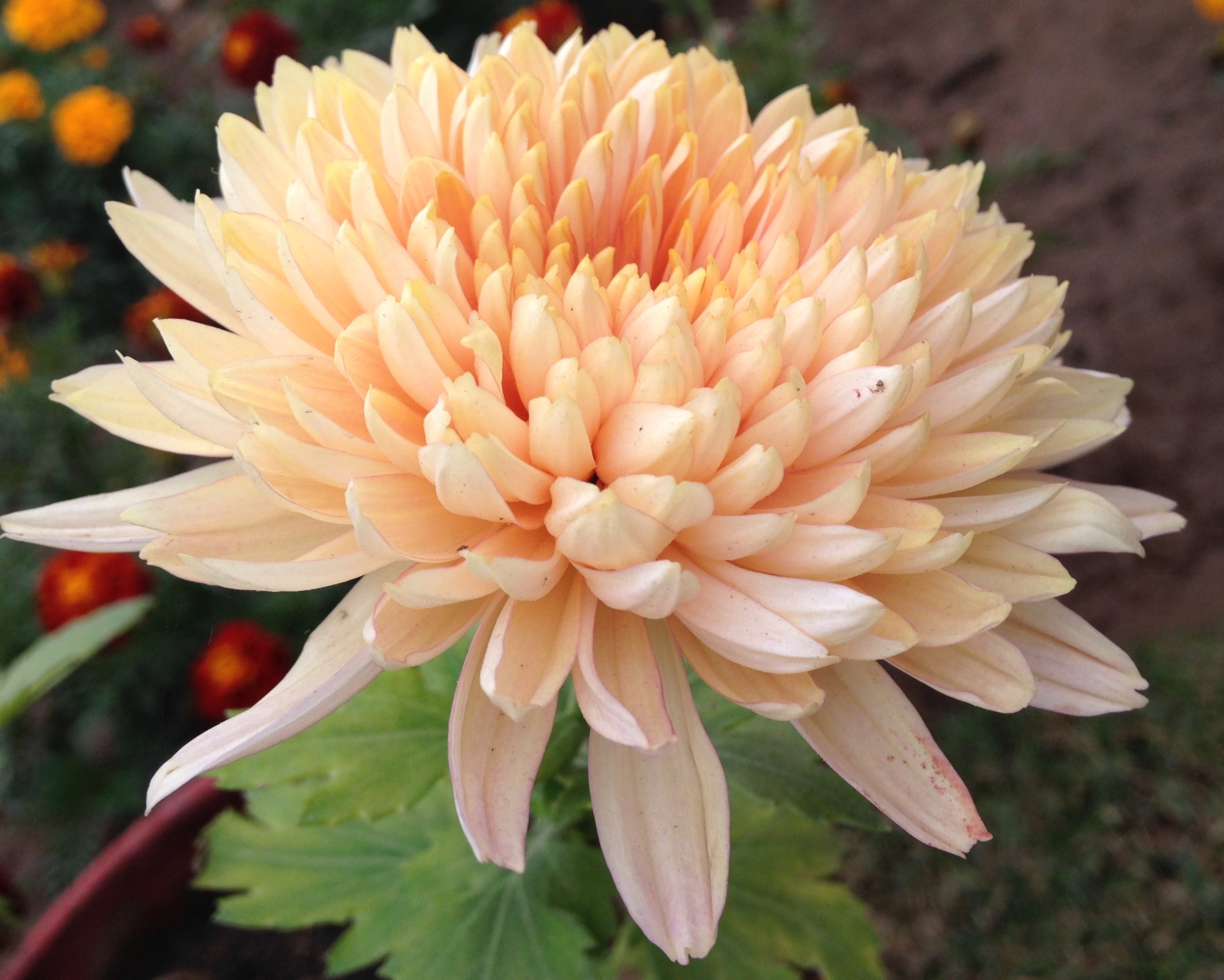 Are You A Beautiful Flower?