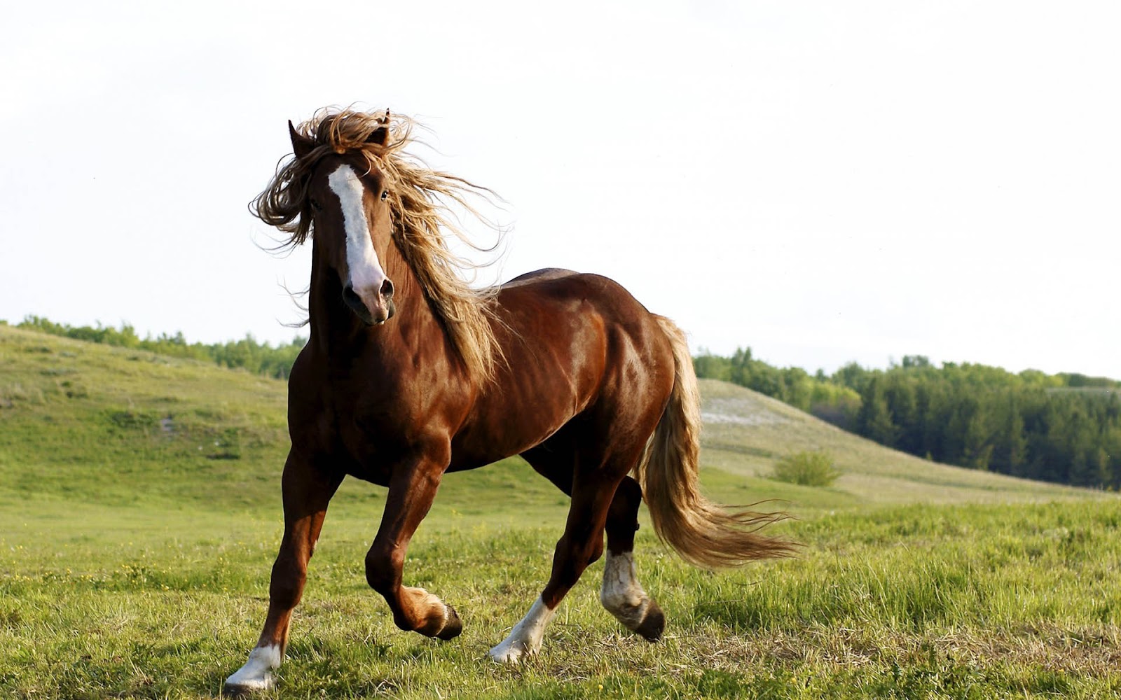 Horse Quiz