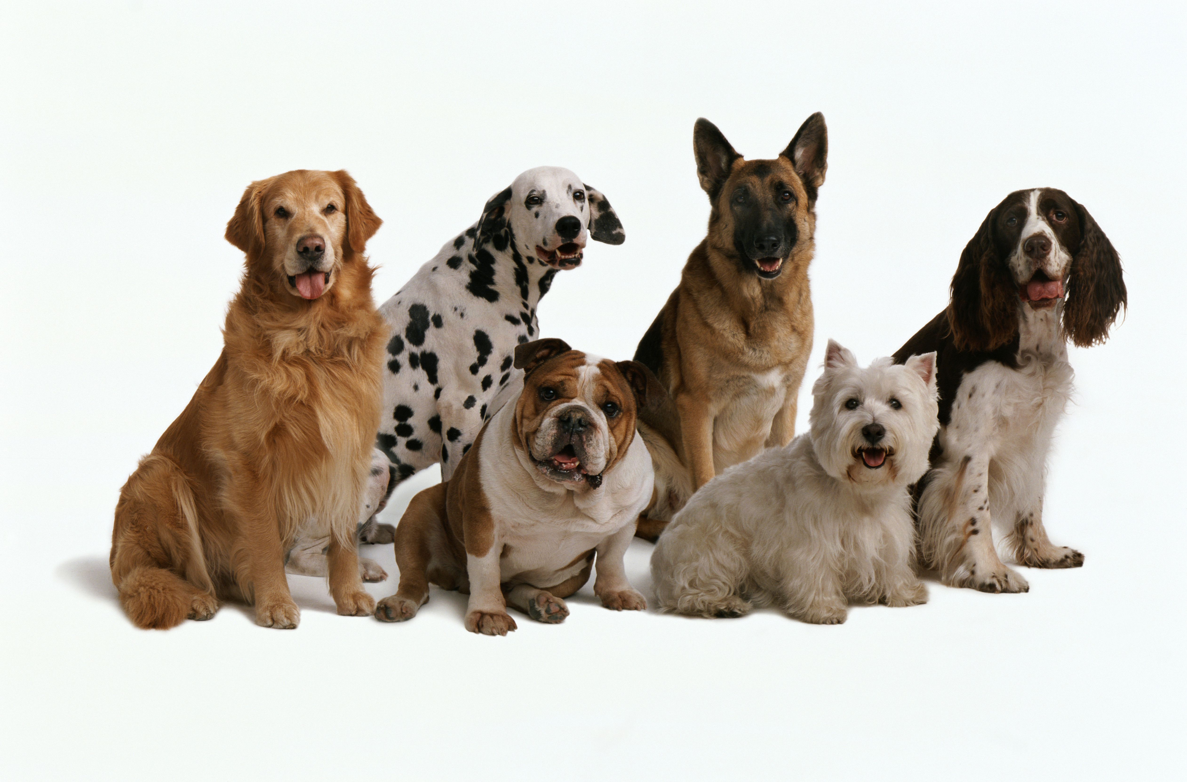 How Well Do You Know Dogs?