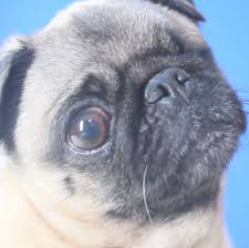 How well do you know Puga?