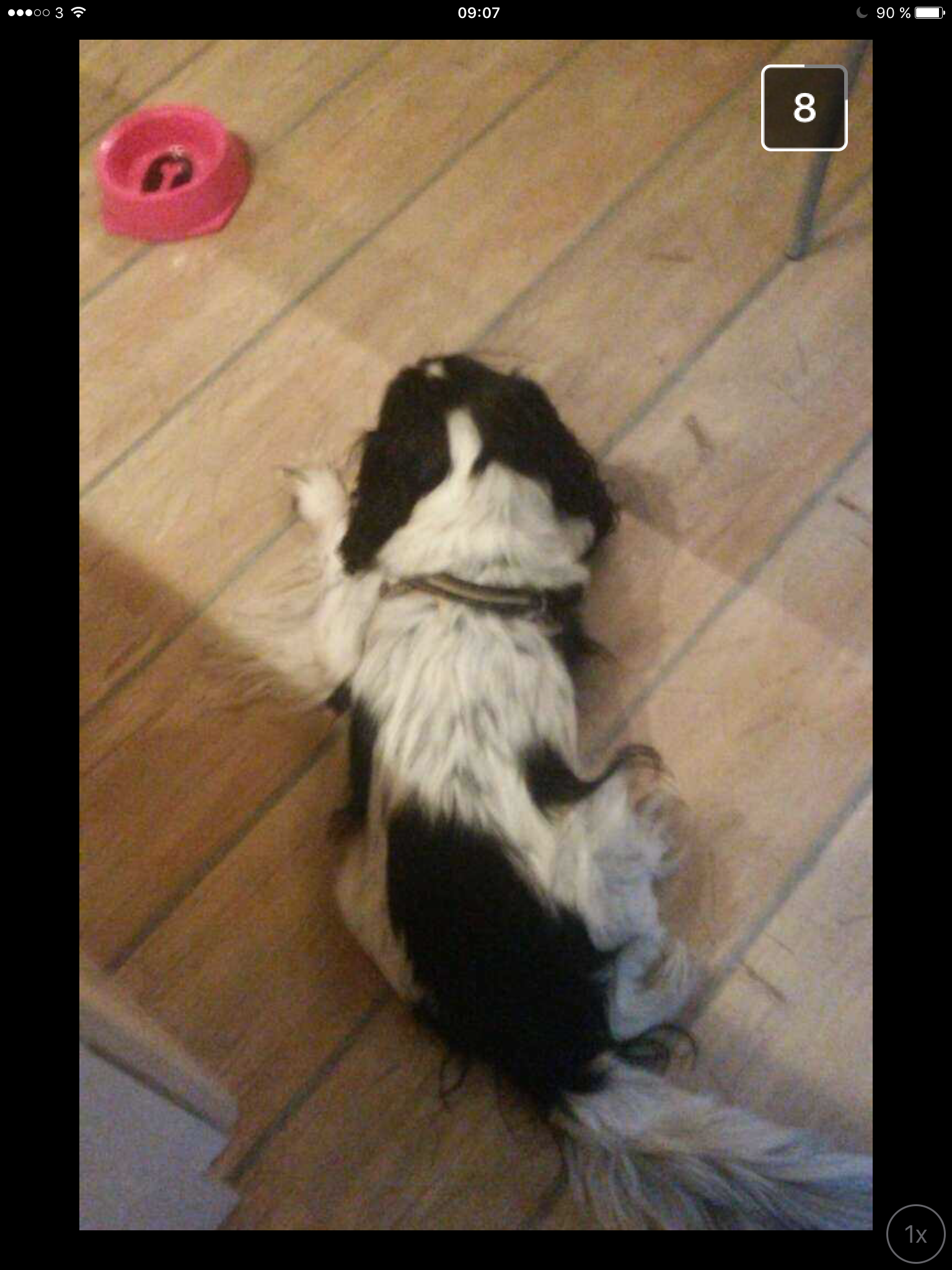 Gissa saker om min hund🐾🐾🐾