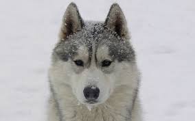 What is your dog breed