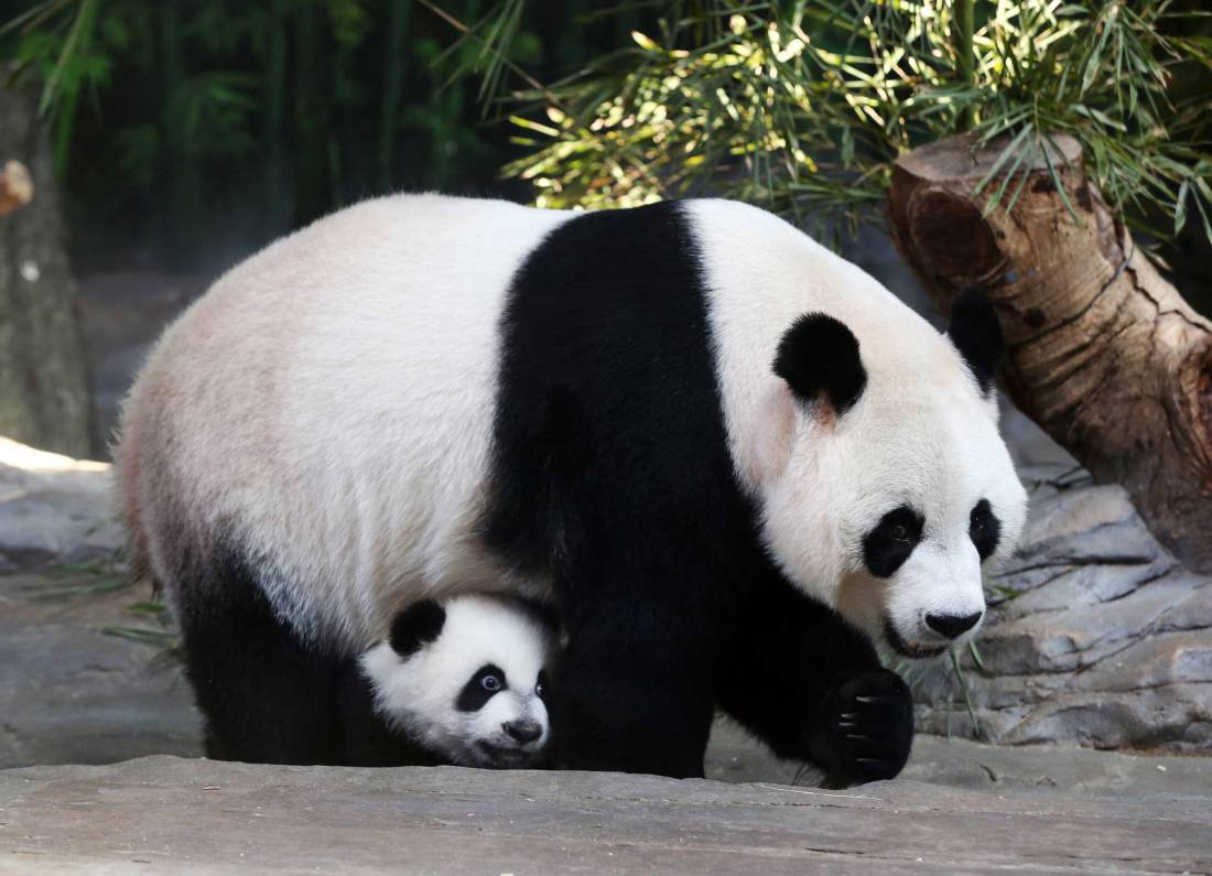 Hur mycket kan du om pandor?🐼
