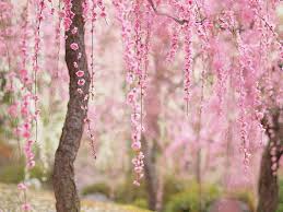 Are you a Cherry Blossom?