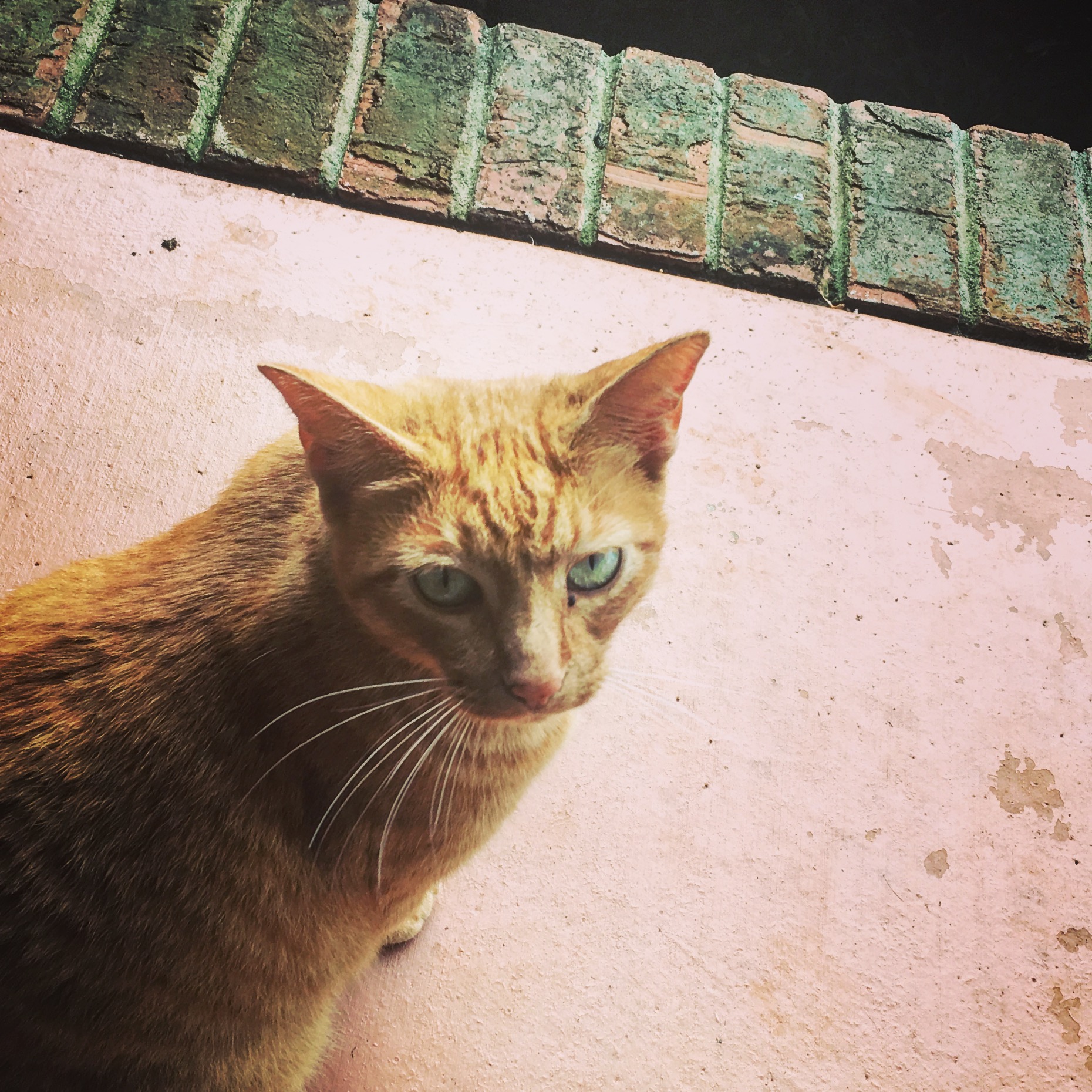 Could you be my friend?