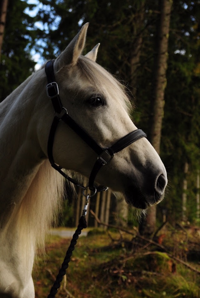 Hur mycket kan du om hästar?