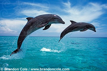how much do you know winter the dolphin