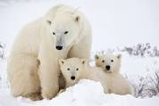 Polar Bears